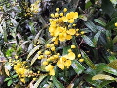 Acridocarpus natalitius