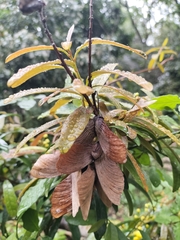 Acridocarpus natalitius