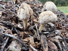 Agrocybe putaminum
