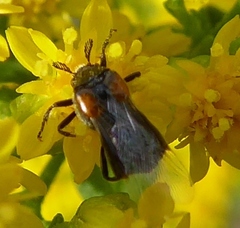 Ripiphorus