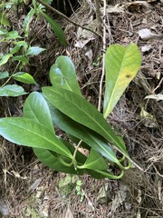 Corynocarpus