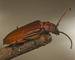 Cacodacnus planicollis