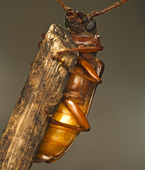 Cacodacnus planicollis