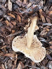 Agrocybe putaminum