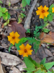 Tagetes tenuifolia
