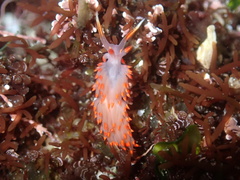 Austraeolis stearnsi