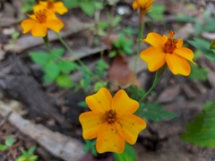 Tagetes tenuifolia