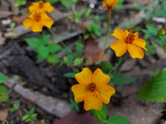 Tagetes tenuifolia