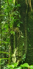 Epidendrum difforme