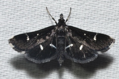 Diasemiodes nigralis