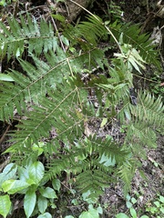 Cyathea