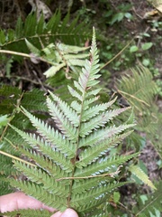 Cyathea