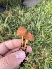 Hygrocybe singeri