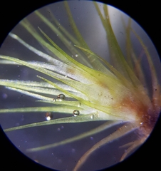 Dicranodontium denudatum