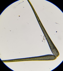 Dicranodontium denudatum