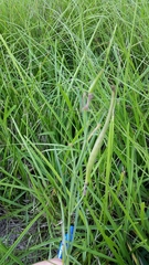 Asclepias linearis