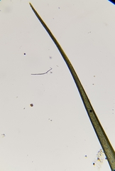 Dicranodontium denudatum