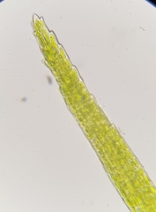 Dicranodontium denudatum
