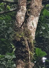 Epidendrum angustilobum