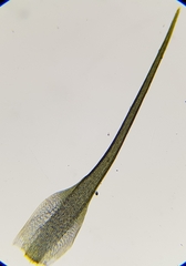 Dicranodontium denudatum