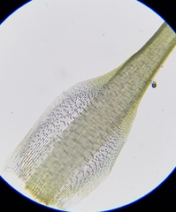 Dicranodontium denudatum