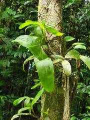 Epidendrum angustilobum