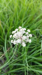 Asclepias linearis