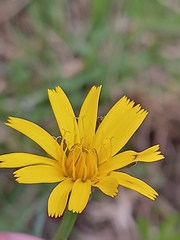 Hieracium maculatum