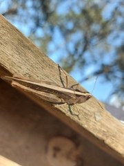 Rhammatocerus viatorius