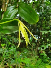Epidendrum angustilobum