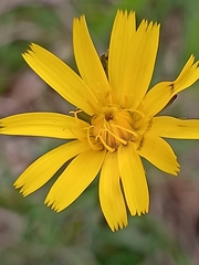 Hieracium maculatum