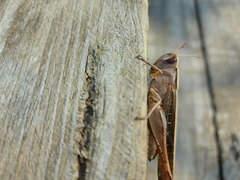 Rhammatocerus viatorius