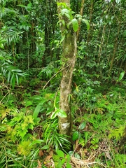 Epidendrum angustilobum