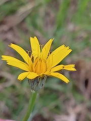 Hieracium maculatum