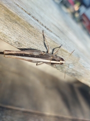 Rhammatocerus viatorius