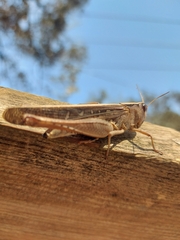 Rhammatocerus viatorius