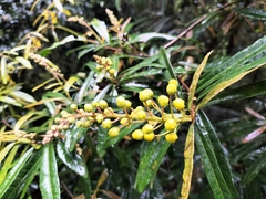 Acridocarpus