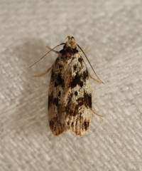 Barea eucapnodes