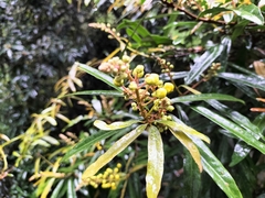 Acridocarpus