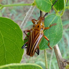 Oxymerus aculeatus