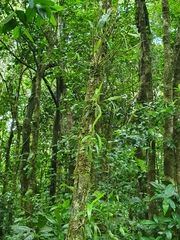 Scaphyglottis modesta