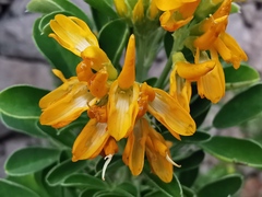Medicago arborea