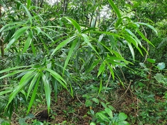 Podocarpus coriaceus