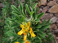 Medicago arborea