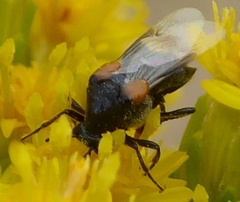 Ripiphorus