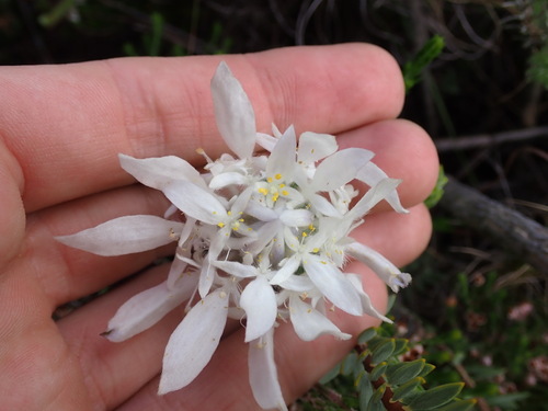 Image of Lachnaea filamentosa by (c) Ren Hoekstra, some rights reserved (CC BY)