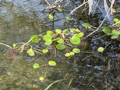 Limnobium laevigatum