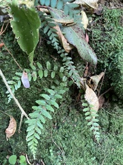 Blechnum filiforme
