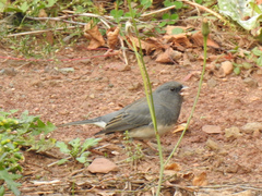 Junco hyemalis image