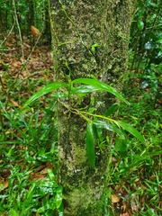 Epidendrum nocturnum